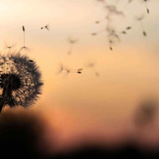 https://semioffendi.com/wp-content/uploads/2018/09/post_02-320x320.jpg